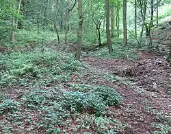 Krupka-rýžoviště-sejpy-u Krupského potoka.jpg