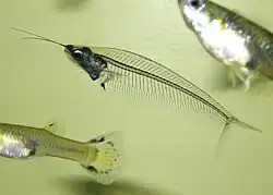 Sumeček průsvitný (Kryptopterus vitreolus), zajímavý akvarijní sumec