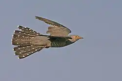 Dospělý pták v letu