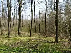 Dubohabřiny v NPP Kukle