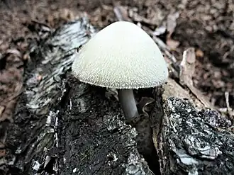 alternativní popis obrázku chybí