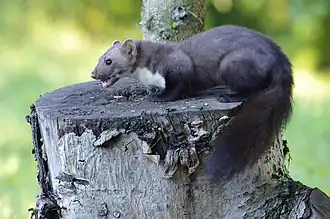 alternativní popis obrázku chybí