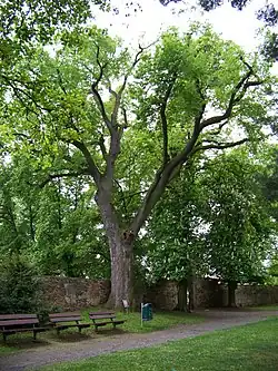 památná lípa srdčitá