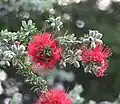 Kunzea pulchella