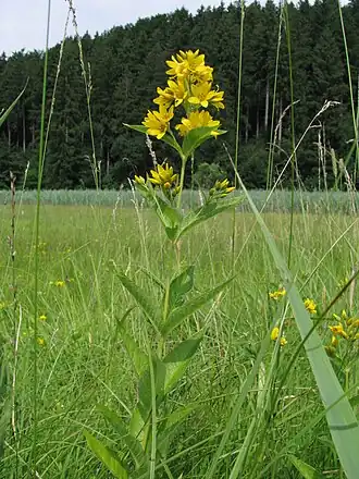 alternativní popis obrázku chybí