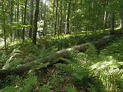 Přírodní rezervace Kutaný