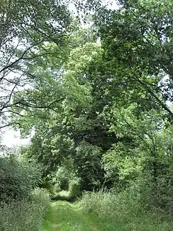 Celkový pohled na památnou lípu