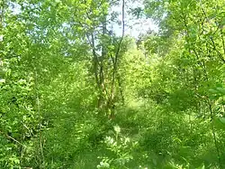 Porosty na úpatí Květnice