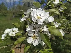 Hrušeň Clappova - květy