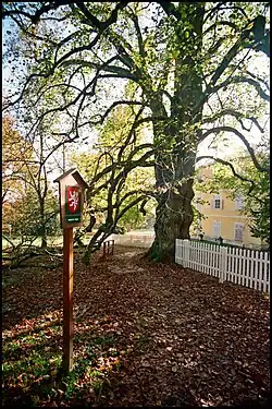 Lípa u zámku Lázeň