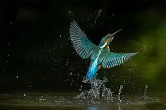 Ledňáček říční v letu