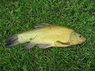 alternativní popis obrázku chybí