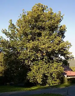 Mohutnost stromu můžete zjistit porovnáním s dopravní značkou