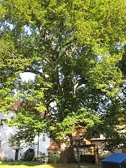 Lípa v Žichovicích