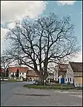 Památná lípa v obci Ročov.