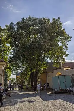 lípa mezi kostelem a farou