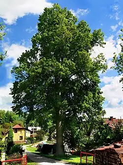 Lípa republiky ve Valteřicích