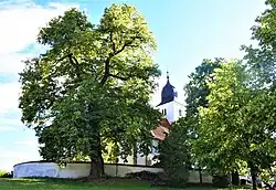 Lípa srdčitá u kostela na Zdouni