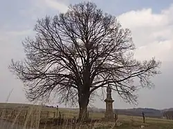 Památná lípa srdčitá nad Dolním Vítkovem