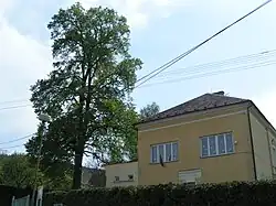 Lípa a základní škola v Mašově