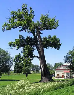 Lípa na louce před čp. 35