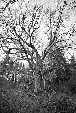 Kostelická památná lípa.