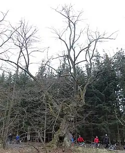 Pohled na lípu u Mrtole v zimě.