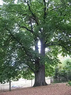 Lípa velkolistá u Sýkorů