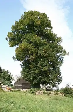 Lípa v září 2008