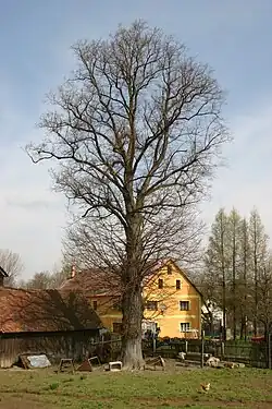 Lípa v Krásném Lese u Čmuchálků