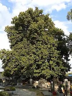 Lípa ve Velké Polomi.jpg