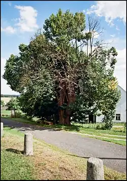 Lípy na návsi v Číhané.