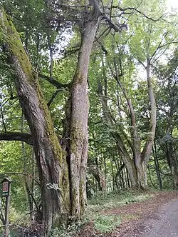 Lípy v Josefově Dole