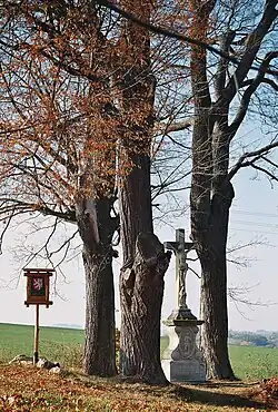 Lípy a javor u božích muk u silnice mezi Zbraslaví a Štědrou.