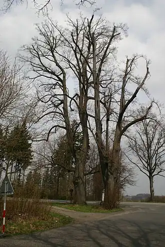 Lípy na křižovatce