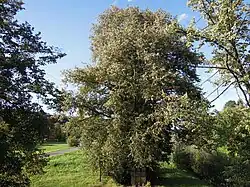 Lípy popravených vlastenců Stanislava Mikoláška, Miroslava Ondrašíka a Jana Mazala