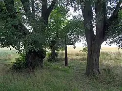 Lípy srdčité a křížek mezi stromy