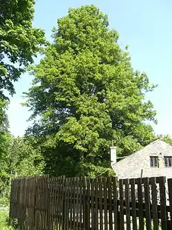 Lípy u Tabákového mlýna