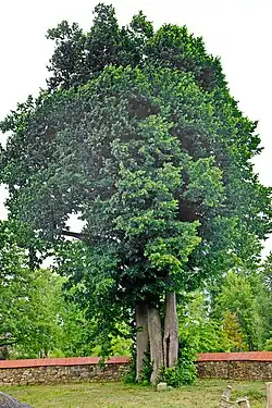 Lípy u kostela v Přílezech