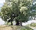 Lípy u kapličky sv. Isidora (u silnice na Jirny) památné stromy