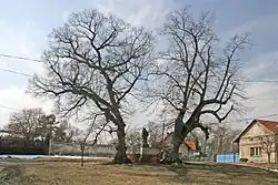 Památné lípy v Žehuni