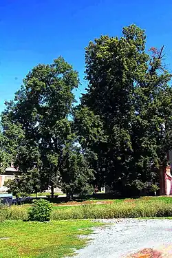 Památné lípy v Mořině