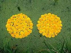 Přírodní instalace, 2003