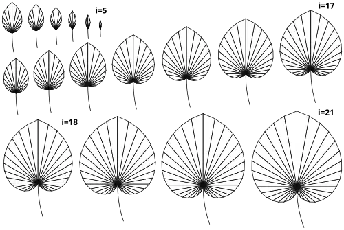 5. až 21. iterace L-systému modelující růst listu