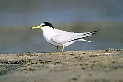 Rybák malý (Sterna albifrons)