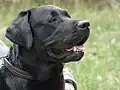 Černý labrador