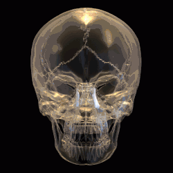 Vizualizace slzní kosti na lebce