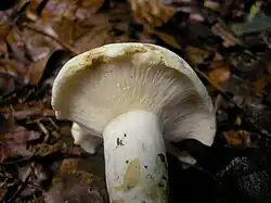 Ryzec peprný (Lactarius piperatus)