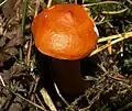 Ryzec oranžový (Lactarius aurantiacus)