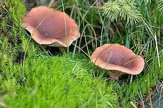 Ryzec kafrový (Lactarius camphoratus)